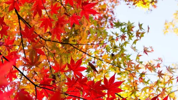 Por qué algunas hojas se vuelven rojas y otras amarillas en otoño: no es casualidad