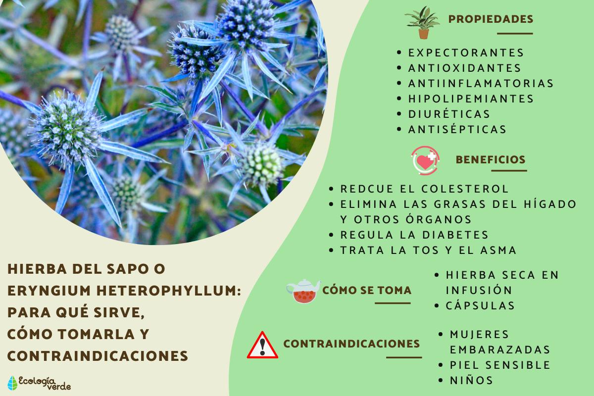 Hierba del sapo o Eryngium heterophyllum: para qué sirve, cómo tomarla y contraindicaciones