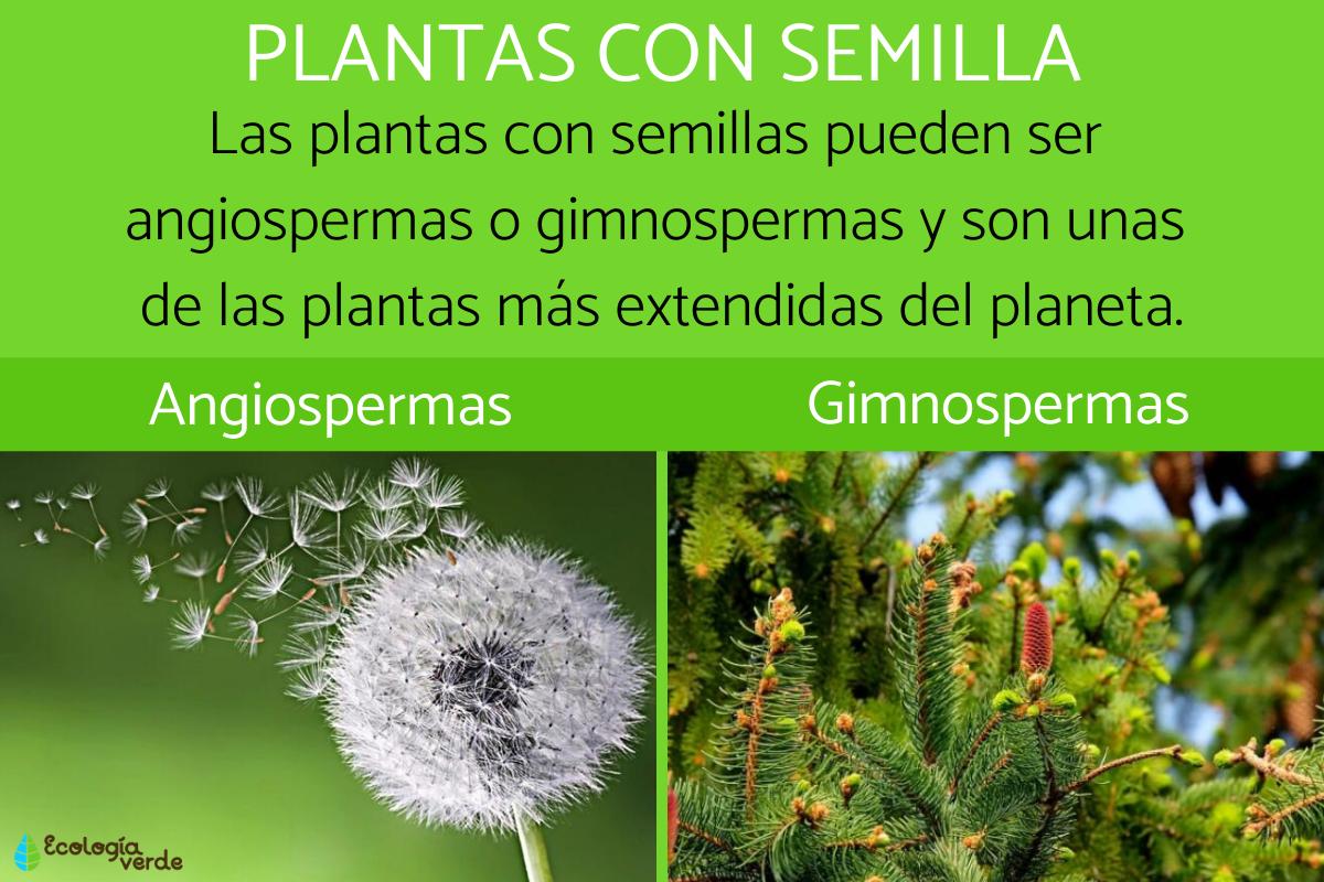 Plantas con semilla: clasificación y ejemplos