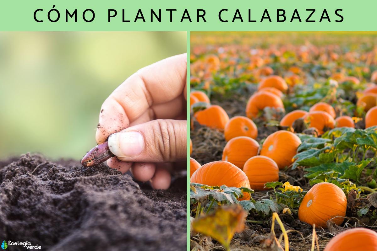 Cómo plantar calabazas