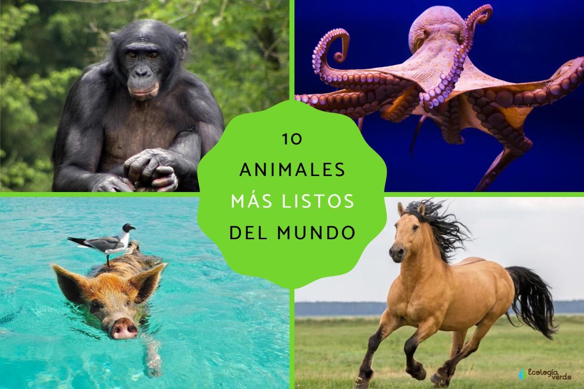 Los 10 animales más inteligentes del mundo