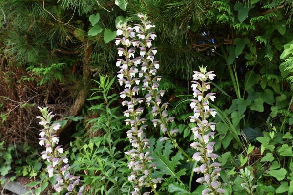 Flores de julio - Acanto (Acanthus mollis)