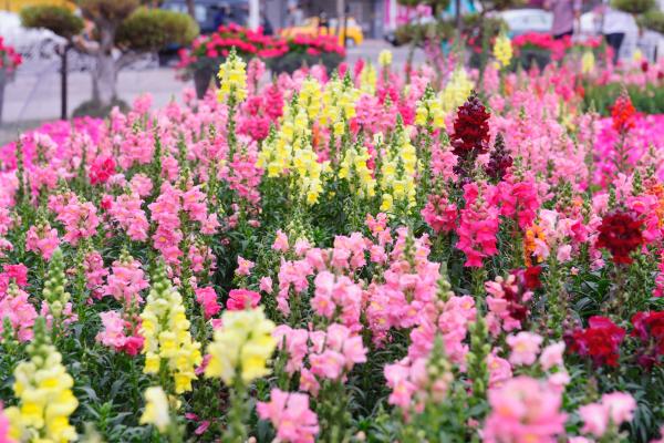 Flores de julio - Boca de dragón (Antirrhinum majus)