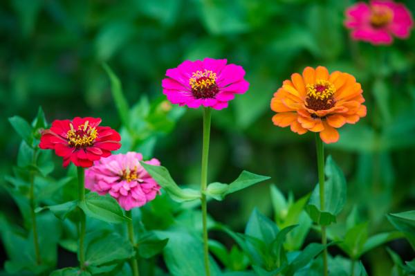 Zinnia elegans o zinia: cuidados y cómo sembrarla - Características de la Zinnia elegans