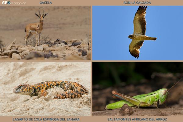Sahel africano: qué es, países, clima, flora, fauna y conflicto actual - ¿Cómo es la fauna del Sahel?