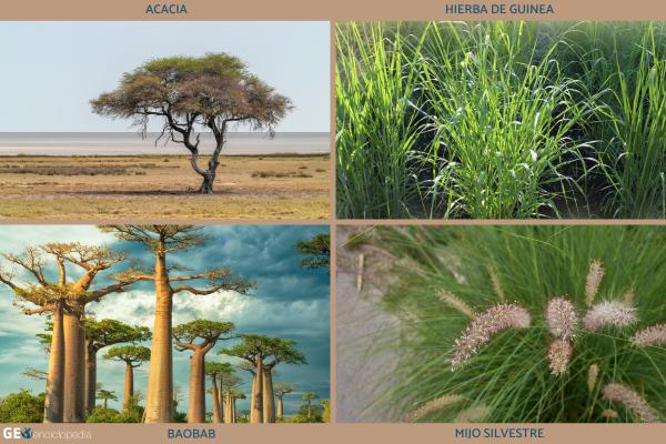 Sahel africano: qué es, países, clima, flora, fauna y conflicto actual - ¿Cómo es la flora del Sahel? 