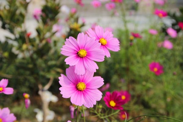 Flores de julio - Cosmos (Cosmos bipinnatus)