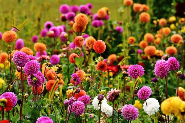 Flores de julio - Dalias (Dahlia spp.)