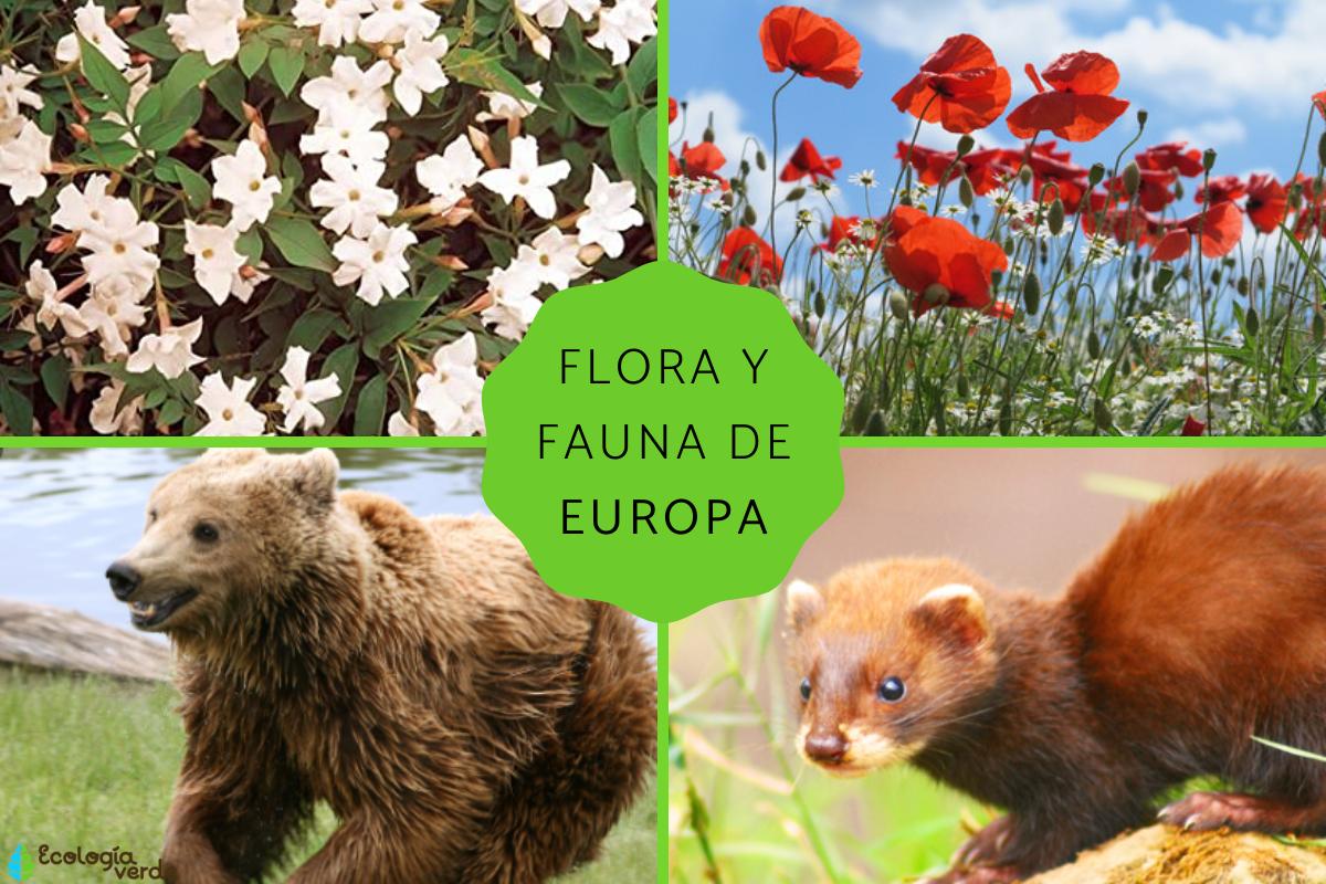 Flora y fauna de Europa