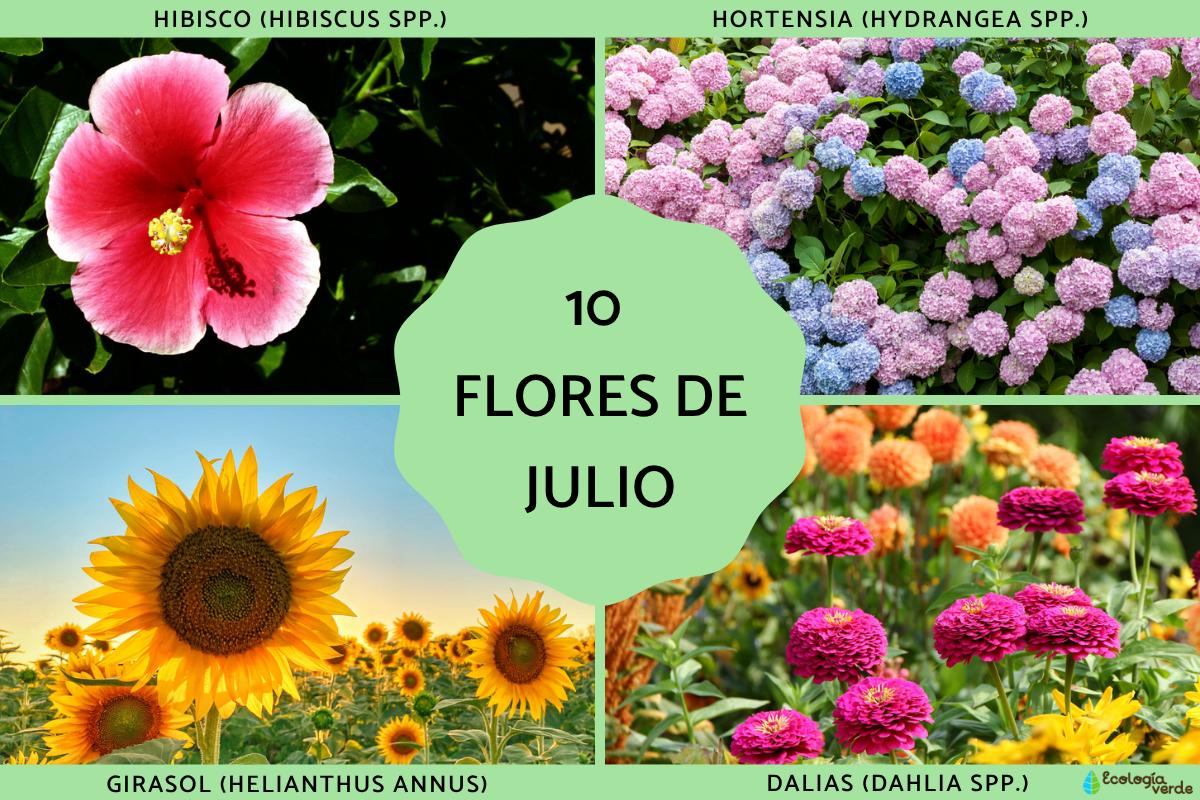 Flores de julio