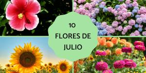 Flores de julio