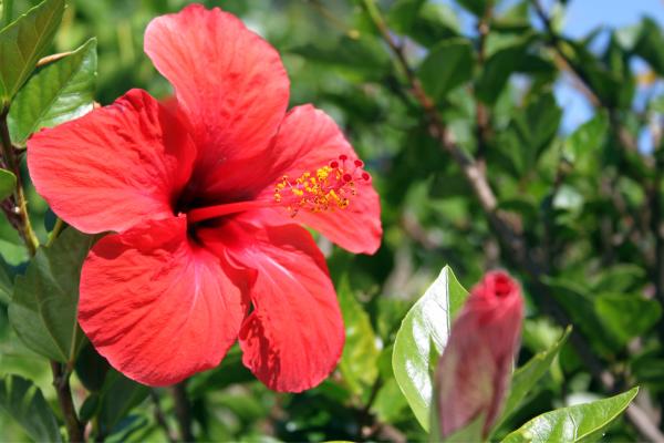 Flores de julio - Hibisco (Hibiscus spp.)