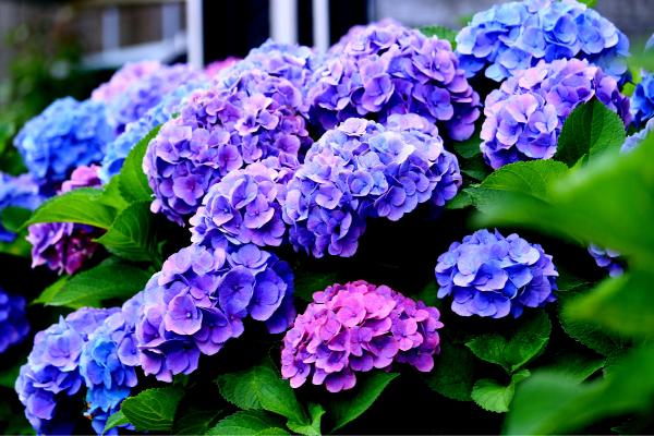 Flores de julio - Hortensia (Hydrangea spp.)