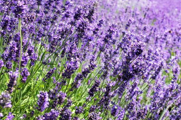 Flores de julio - Lavanda (Lavandula angustifolia)