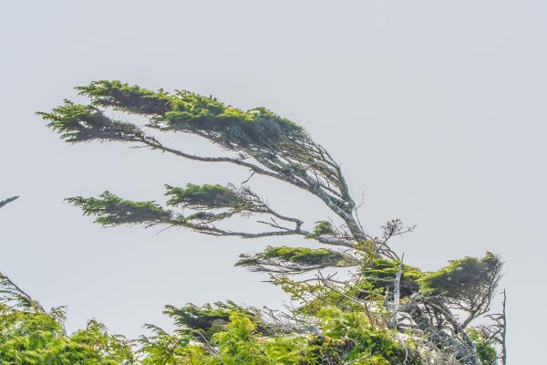 Escala de Beaufort: qué es, para qué sirve, funcionamiento y tabla - ¿Para qué sirve la escala de Beaufort?