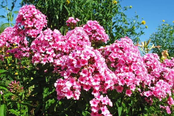 Flores de julio - Phlox de verano (Phlox paniculata)