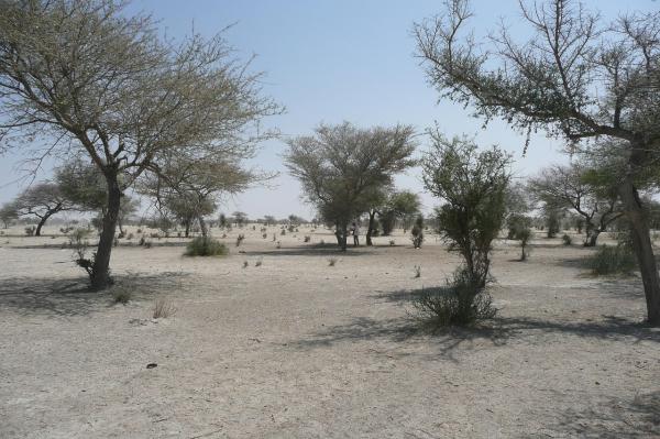 Sahel africano: qué es, países, clima, flora, fauna y conflicto actual - ¿Qué es el Sahel?