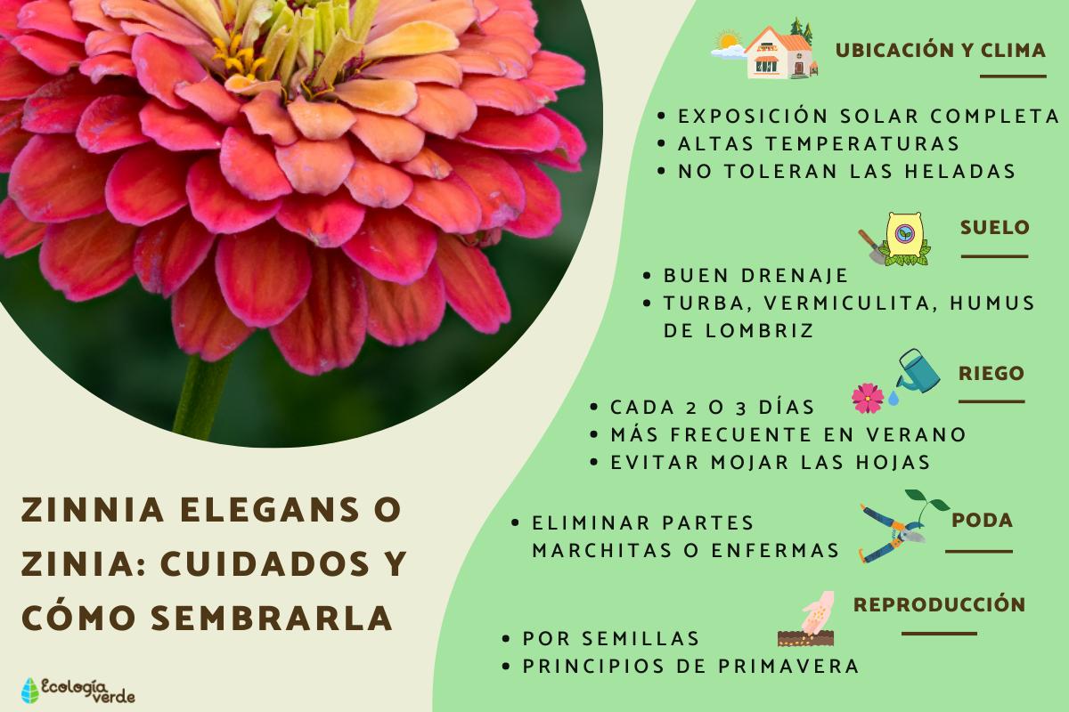Zinnia elegans o zinia: cuidados y cómo sembrarla