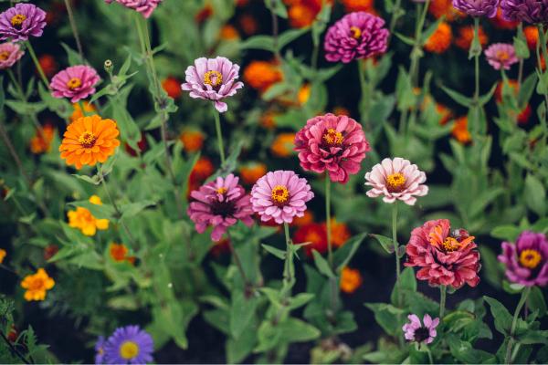Flores de julio - Zinnia (Zinnia spp.)