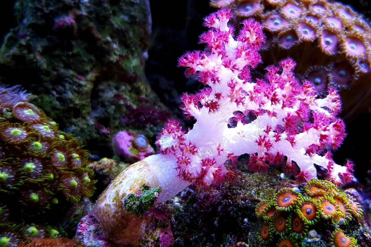 Corales blandos: qué son, características, tipos y alimentación