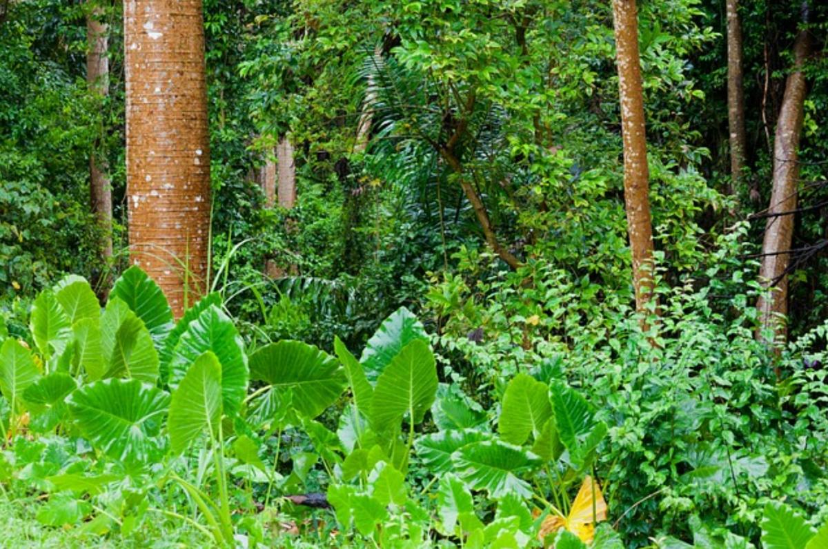 Por qué es importante la conservación de los bosques tropicales