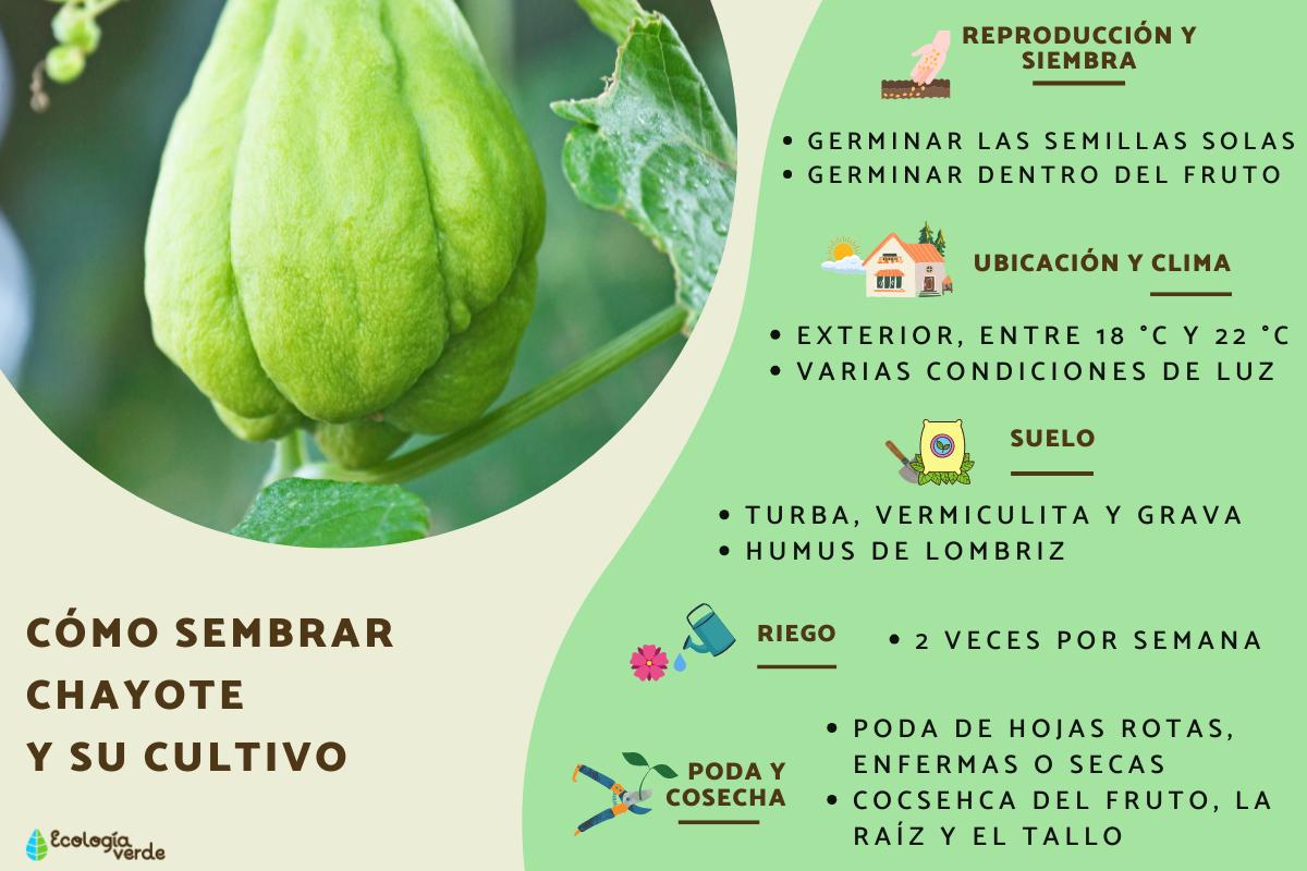 Cómo sembrar chayote y su cultivo