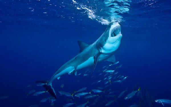 Tiburón - Alimentación del tiburón