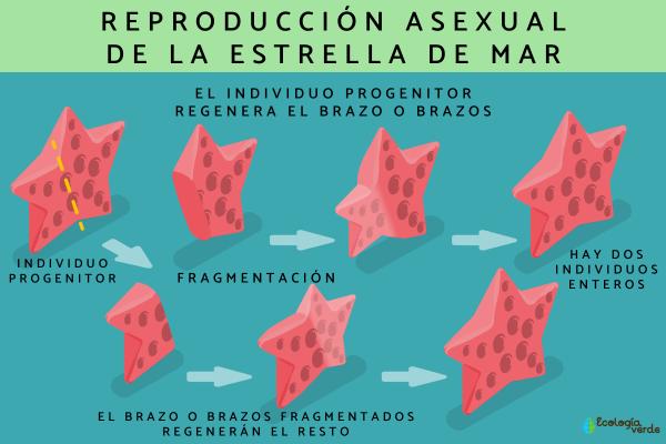 reproduccion asexual en humanos