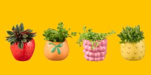 Este fin de semana Lidl lanza sus mini plantas coleccionables con macetas “tutti frutti”: cuestan solo 2,99€