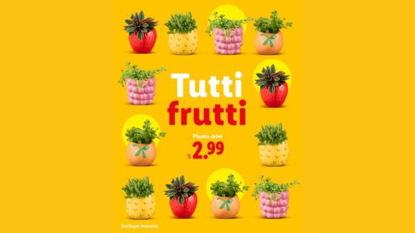 Este fin de semana Lidl lanza sus mini plantas coleccionables con macetas “tutti frutti”: cuestan solo 2,99€ - Ideales para empezar tu propia colección de plantas en casa por menos de 3€