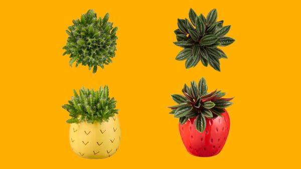 Este fin de semana Lidl lanza sus mini plantas coleccionables con macetas “tutti frutti”: cuestan solo 2,99€ - Las mini plantas más irresistibles de Lidl que acercan la naturaleza a cualquier rincón