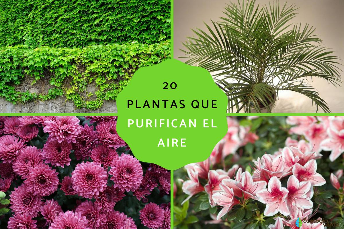 Plantas que purifican el aire