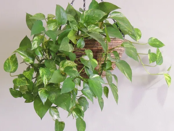 billietiae philodendron Philodendron billietiae | Plants
