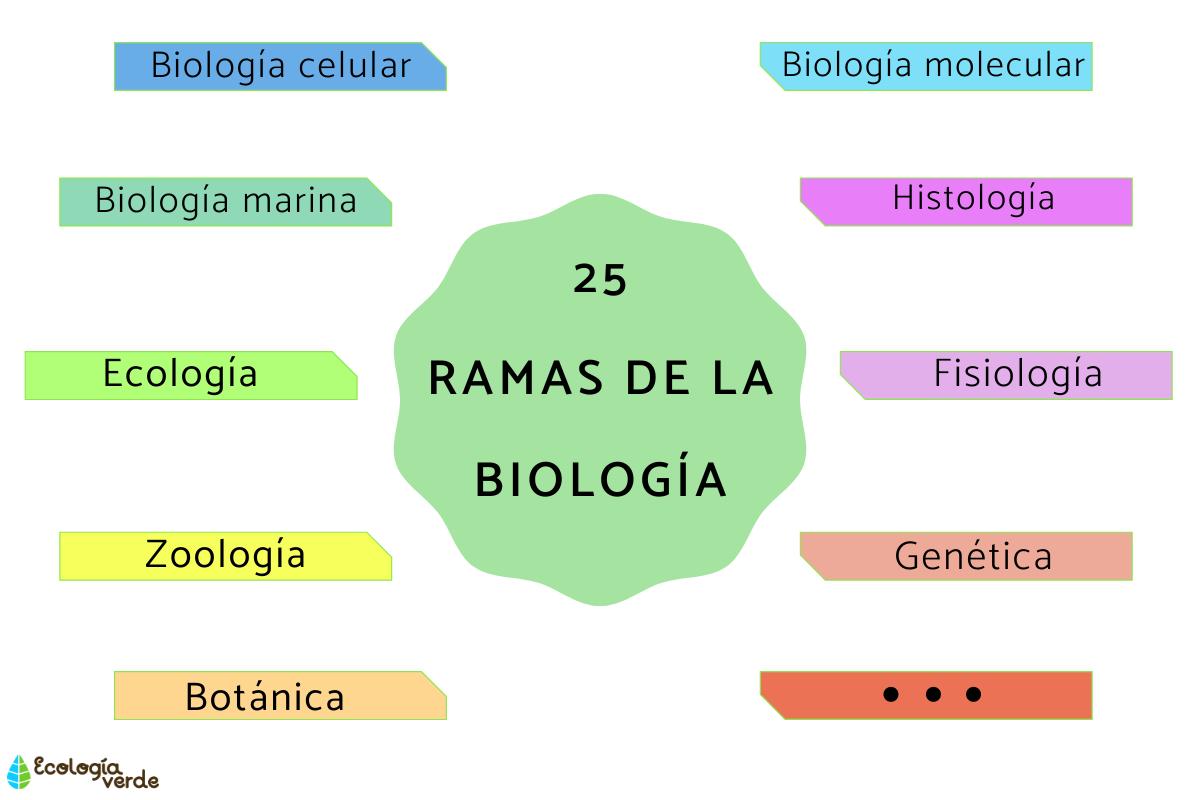 Ramas de la biología y qué estudian