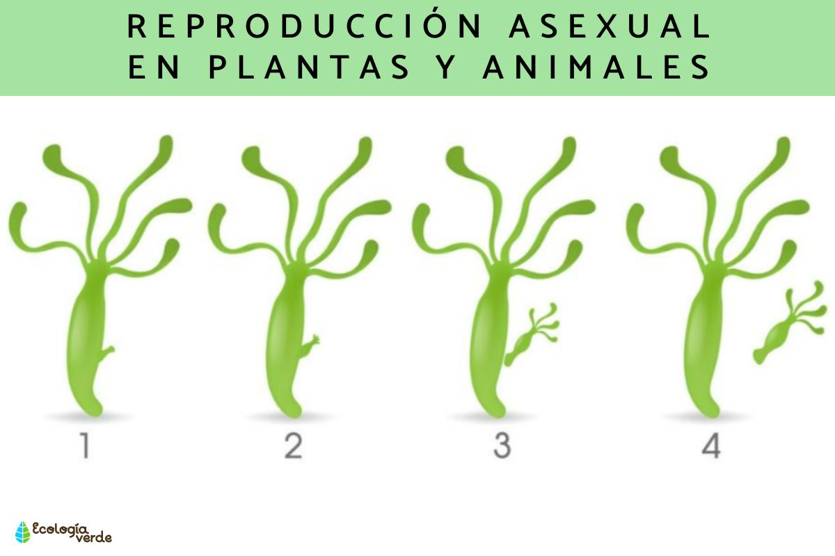 Reproducción asexual: qué es, tipos y ejemplos