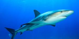 Tiburón