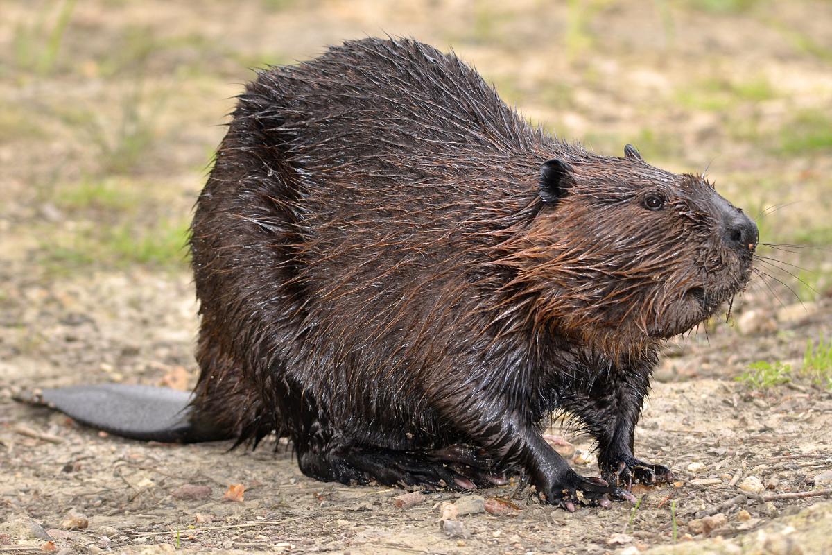 Castor americano o Castor canadensis