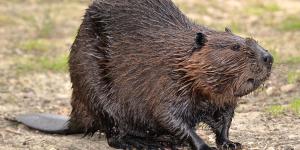 Castor americano o Castor canadensis