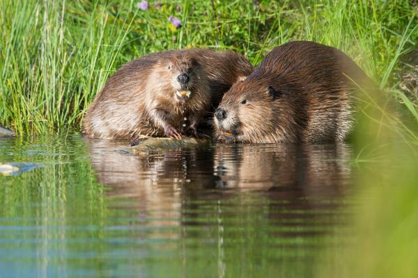 Castor americano o Castor canadensis - ¿Cómo es la reproducción del castor americano?