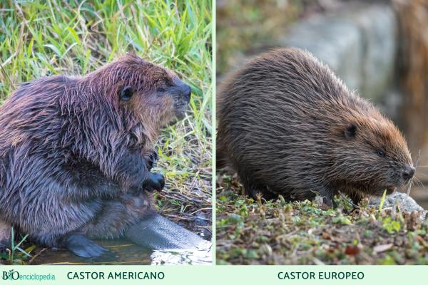 Castor americano o Castor canadensis - ¿Cuál es la diferencia entre el castor americano y el europeo?
