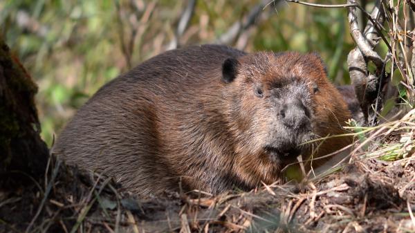 Castor americano o Castor canadensis - ¿Cuáles son las características del castor americano?