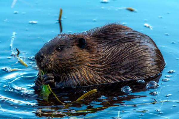 Castor americano o Castor canadensis - ¿Qué come el castor americano?
