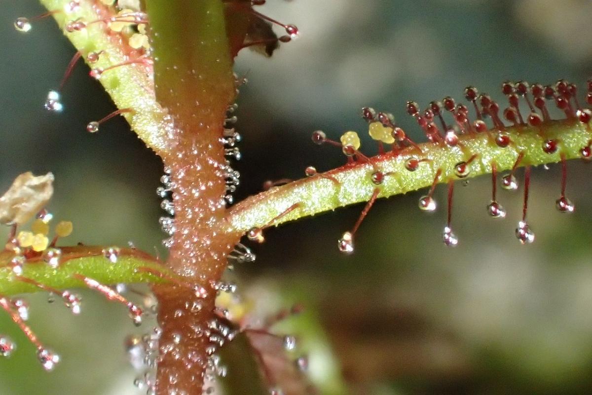Tricomas: qué son, función y tipos