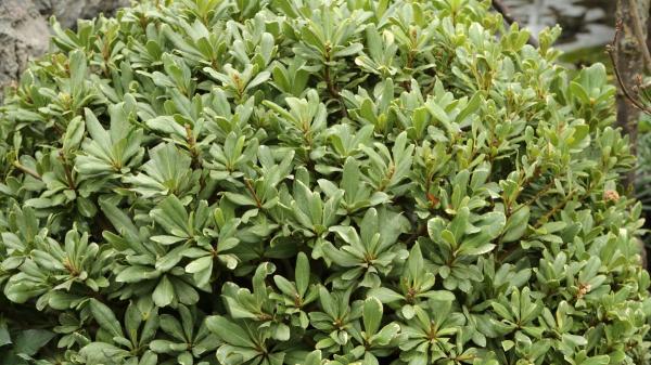 No son las gardenias ni las hortensias: este es el mejor arbusto para terrazas con poca luz y casi sin cuidados - Ideal para terrazas con viento, contaminación y aire salino