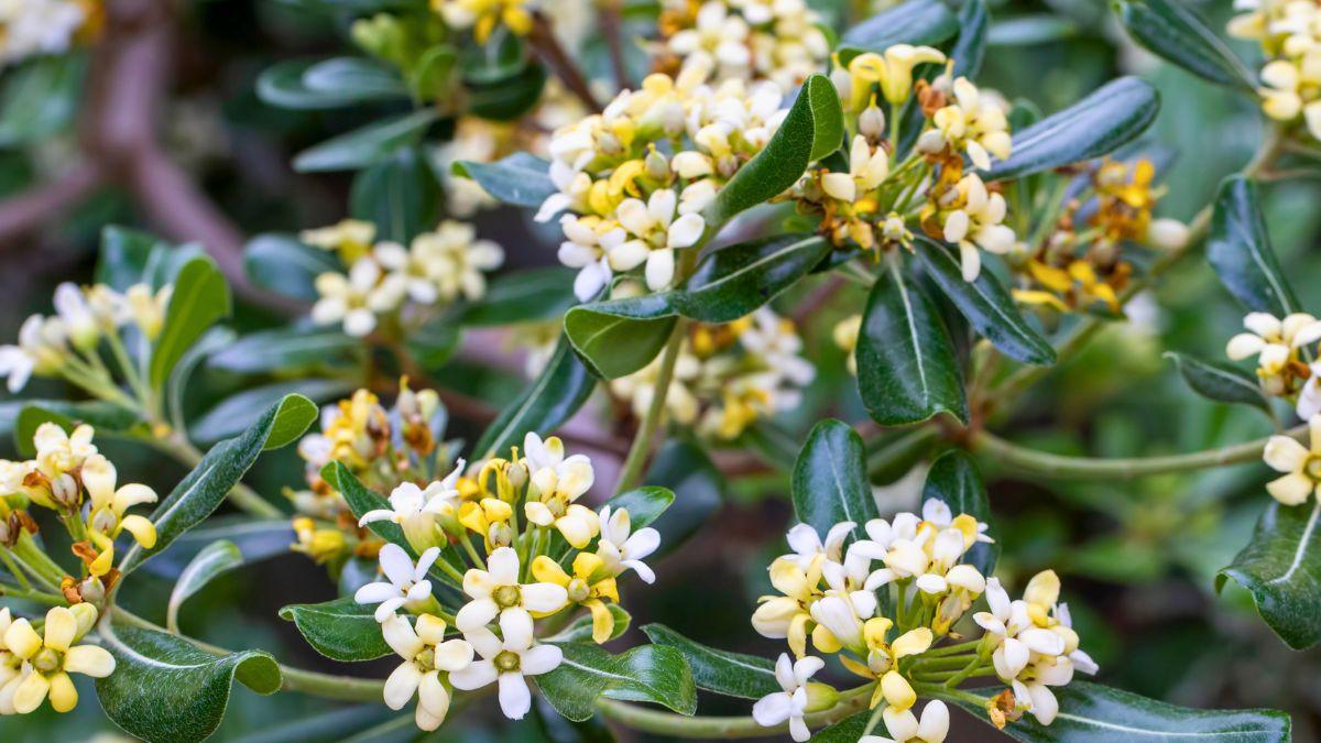 No son las gardenias ni las hortensias: este es el mejor arbusto para terrazas con poca luz y casi sin cuidados