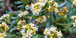 No son las gardenias ni las hortensias: este es el mejor arbusto para terrazas con poca luz y casi sin cuidados