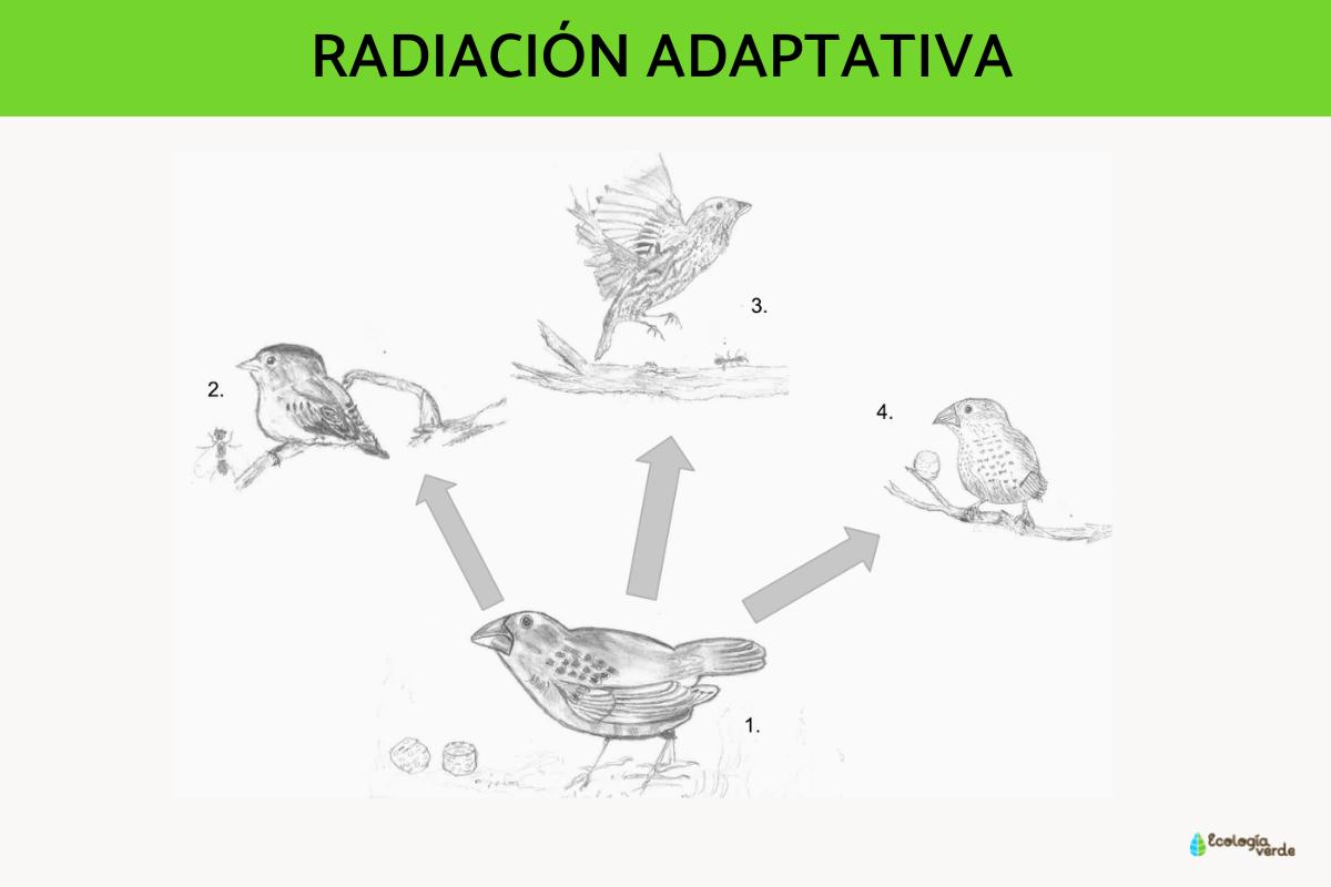 Radiación adaptativa: qué es y ejemplos