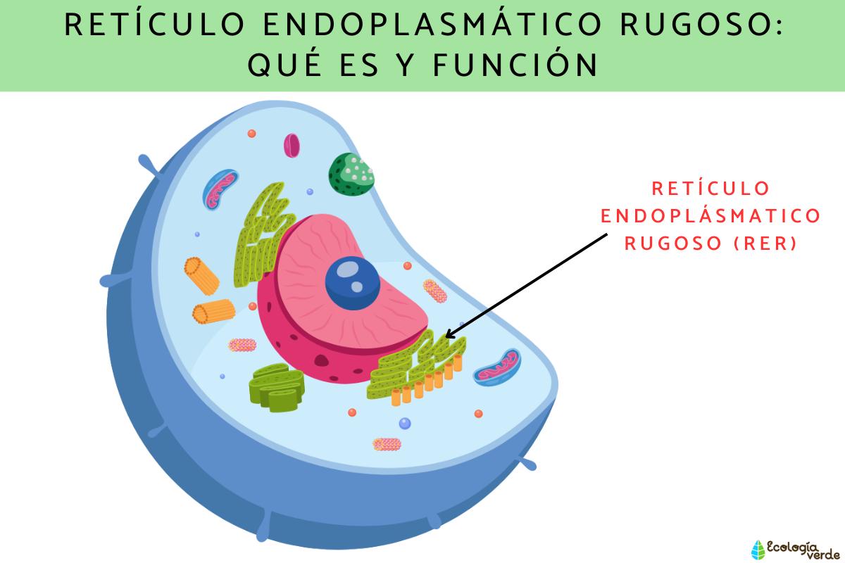 Retículo endoplasmático rugoso: qué es y función