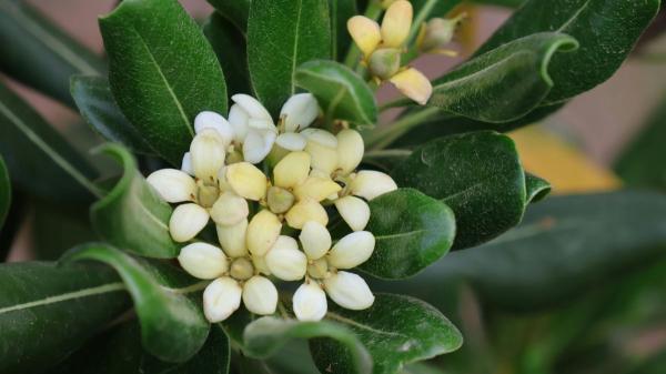 No son las gardenias ni las hortensias: este es el mejor arbusto para terrazas con poca luz y casi sin cuidados - Un arbusto que florece en primavera, tolera la sombra y es muy resistente
