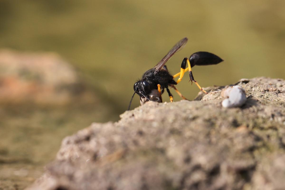 18 tipos de avispas en España - Nombres y fotos